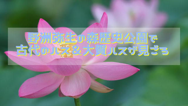 野洲 銅鐸博物館の 弥生の森歴史公園 にてハスが見ごろ しがジン 滋賀の情報発信マガジン 滋賀のママ目線で滋賀情報を発信