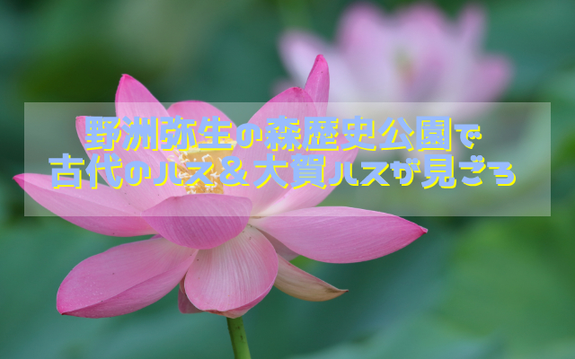 野洲 銅鐸博物館の 弥生の森歴史公園 にてハスが見ごろ しがジン 滋賀の情報発信マガジン 滋賀の情報をママ目線で発信